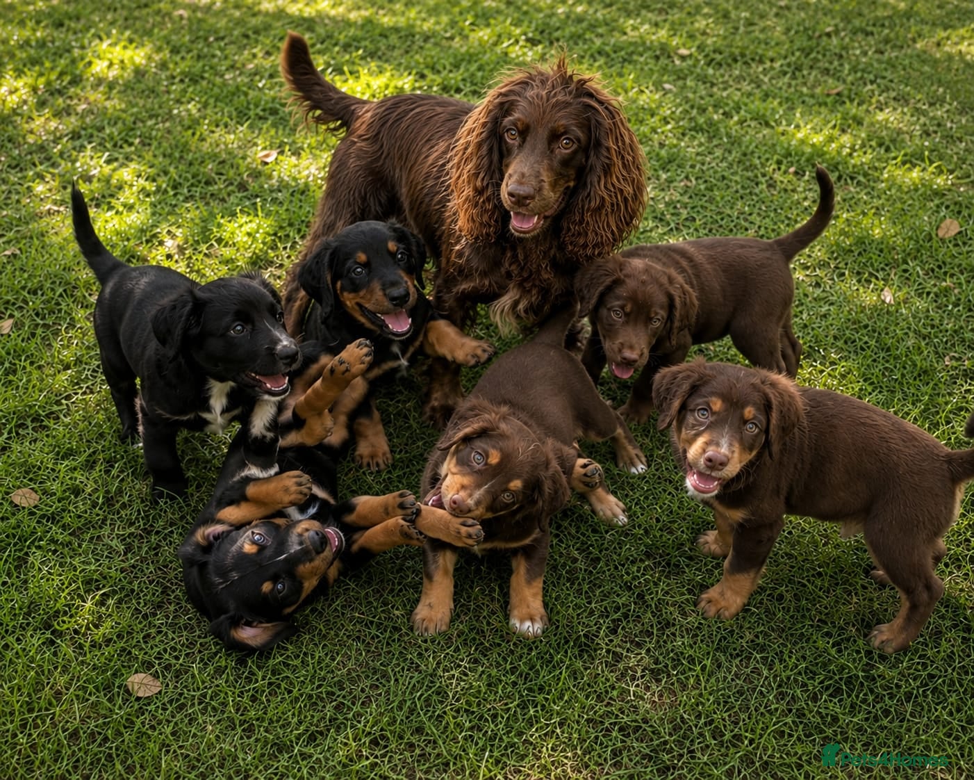 Cocker Spaniel dogs Cocker spaniel puppies - Advert 1