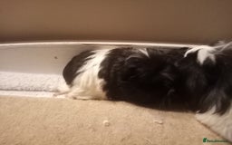 Guinea Pig rodents for sale: Sheltie, coronet, Merino Guinea pigs  - Advert 4