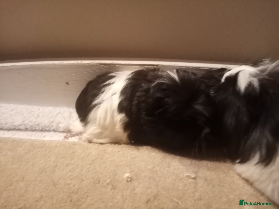 Guinea Pig rodents for sale: Sheltie, coronet, Merino Guinea pigs  - Advert 4