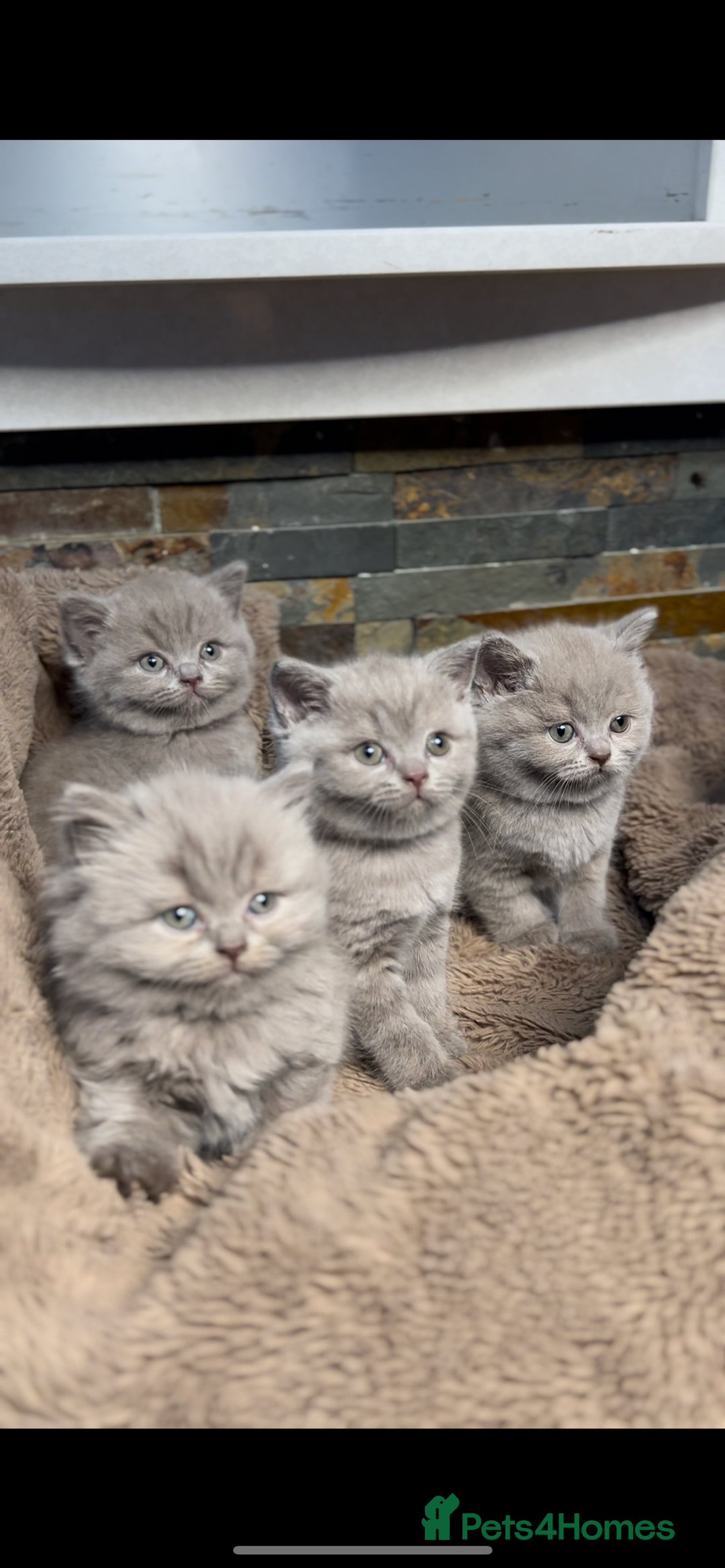 British Shorthair cats for sale: Last Female Lilac BSH TIKTOK FAMOUS  - Image 5