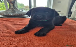 Labrador Retriever dogs for sale: Labrador puppies -1 black girl & 3 black boys left - Image 28