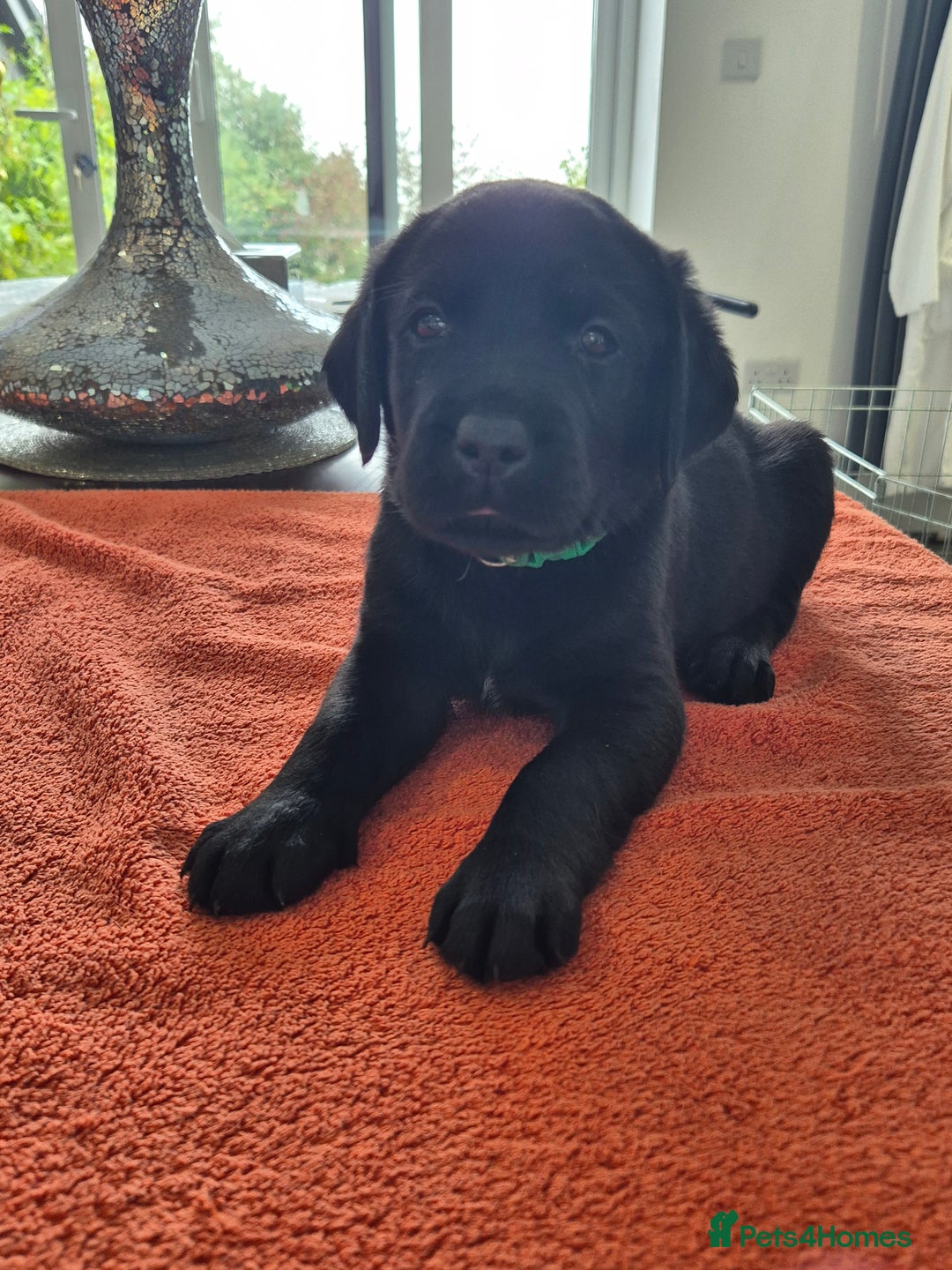 Labrador Retriever dogs for sale: Labrador puppies -1 black girl & 3 black boys left - Image 28