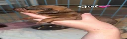 Dachshund dogs for sale: My beautiful Diora and her babies  - Advert 3