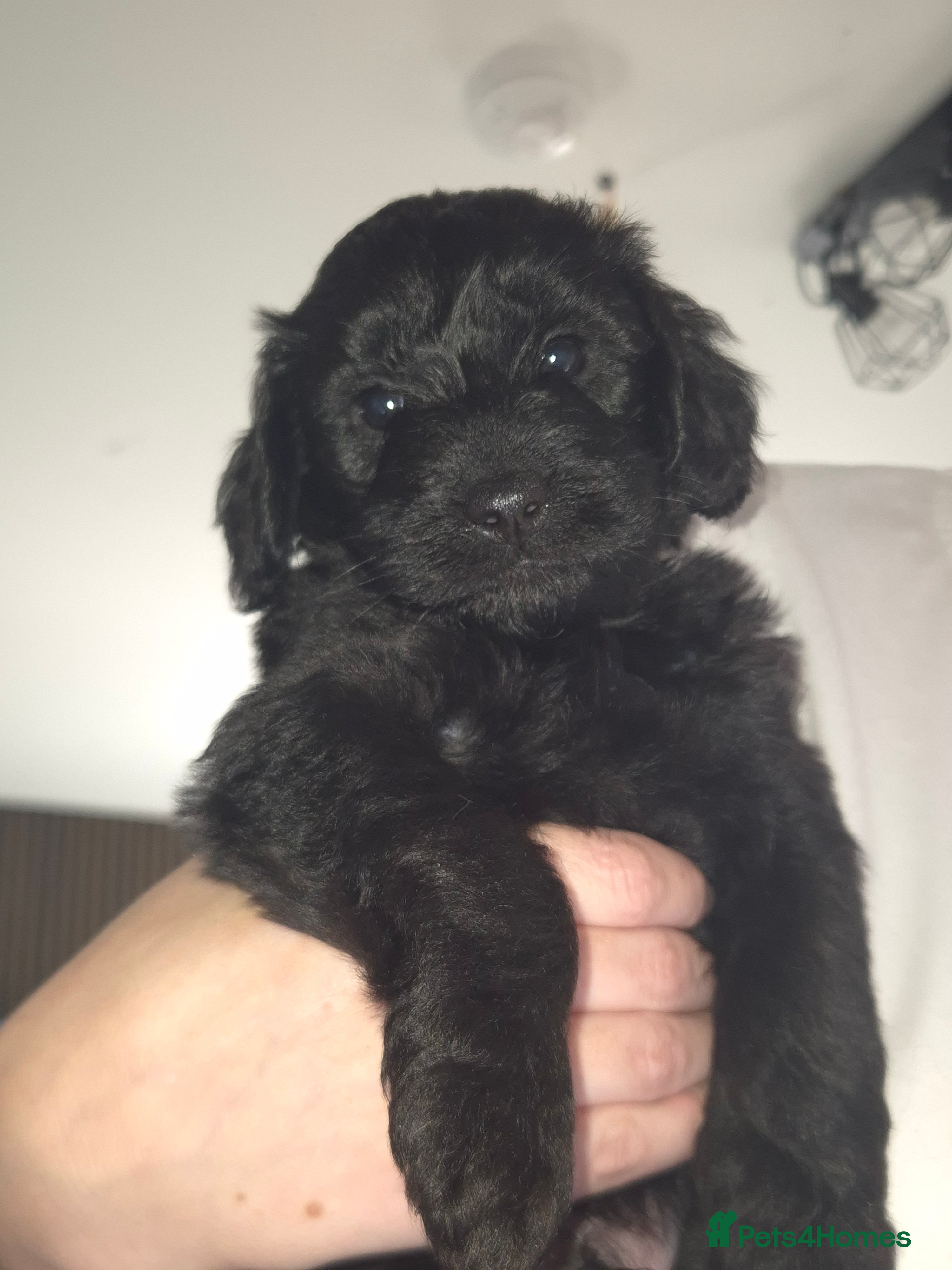 Cockapoo dogs for sale: We have 1 F2 Cockapoo male puppy left for sale - Advert 19