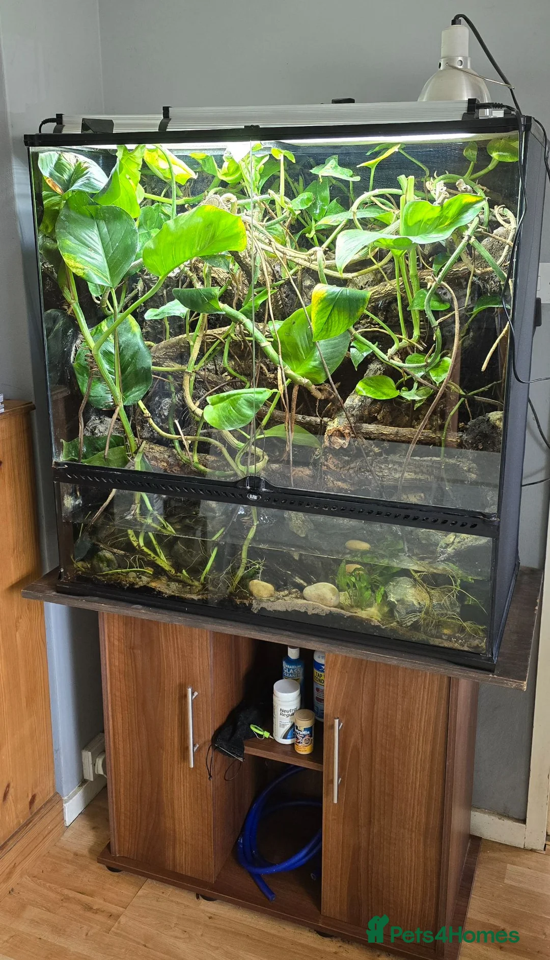 Frog reptiles for sale: 6 Red eyed tree frogs with paludarium set up  - Advert 1