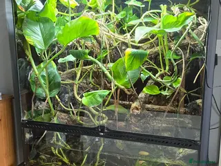 Frog reptiles for sale: 6 Red eyed tree frogs with paludarium set up - Advert 2