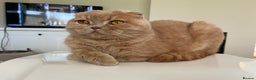 Scottish Fold cats for sale: Scottish Fold (5y) & Ragdoll (7y) - Advert 4