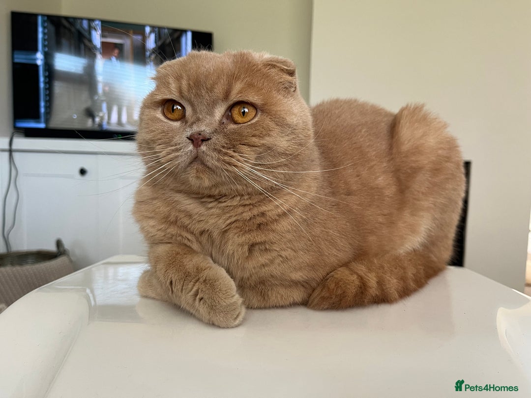 Scottish Fold cats for sale: Scottish Fold (5y) & Ragdoll (7y) - Advert 4