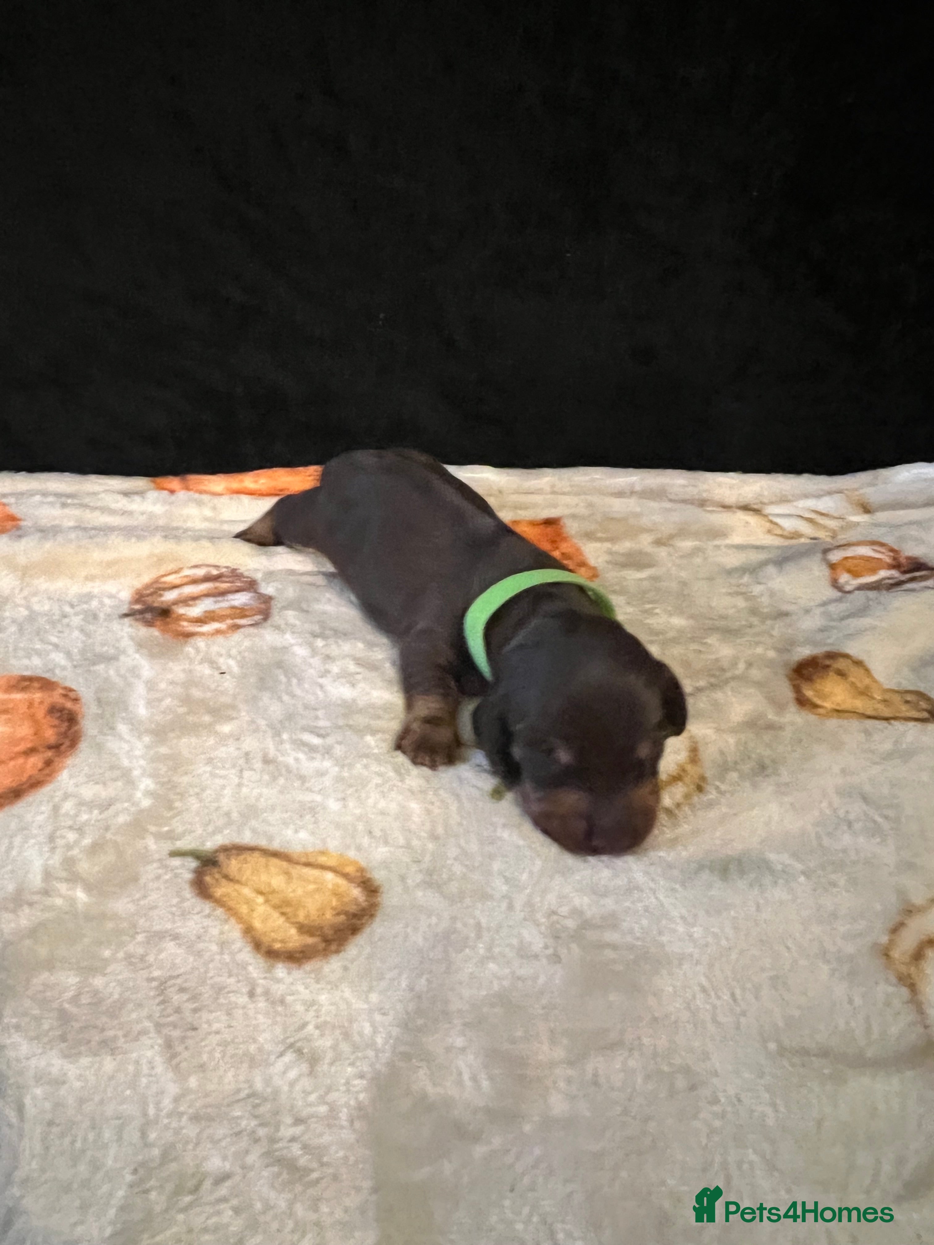 Miniature Dachshund dogs Miniature dachshund puppy available  - Advert 1