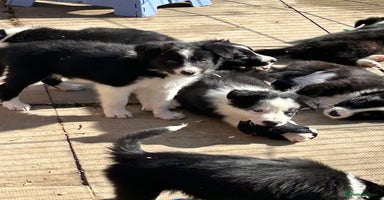 Border Collie dogs - Advert 2