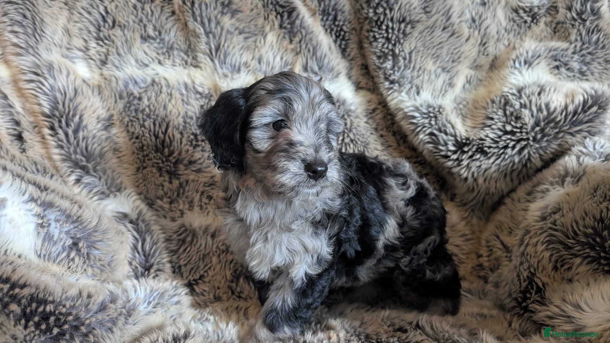 Cavapoo dogs READY NOW FOR NEW HOMES - Advert 1