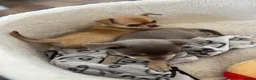 Chihuahua dogs for sale: Chihuahua puppies 2 boys kc registered  - Advert 9