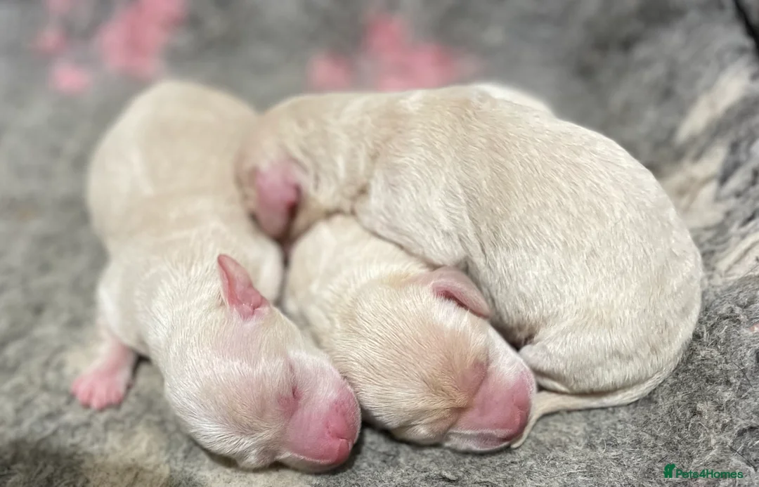 Miniature Dachshund dogs for stud: KC/PRA CLEAR SMALL MINI PROVEN DACHSHUND  in Manchester - Advert 6