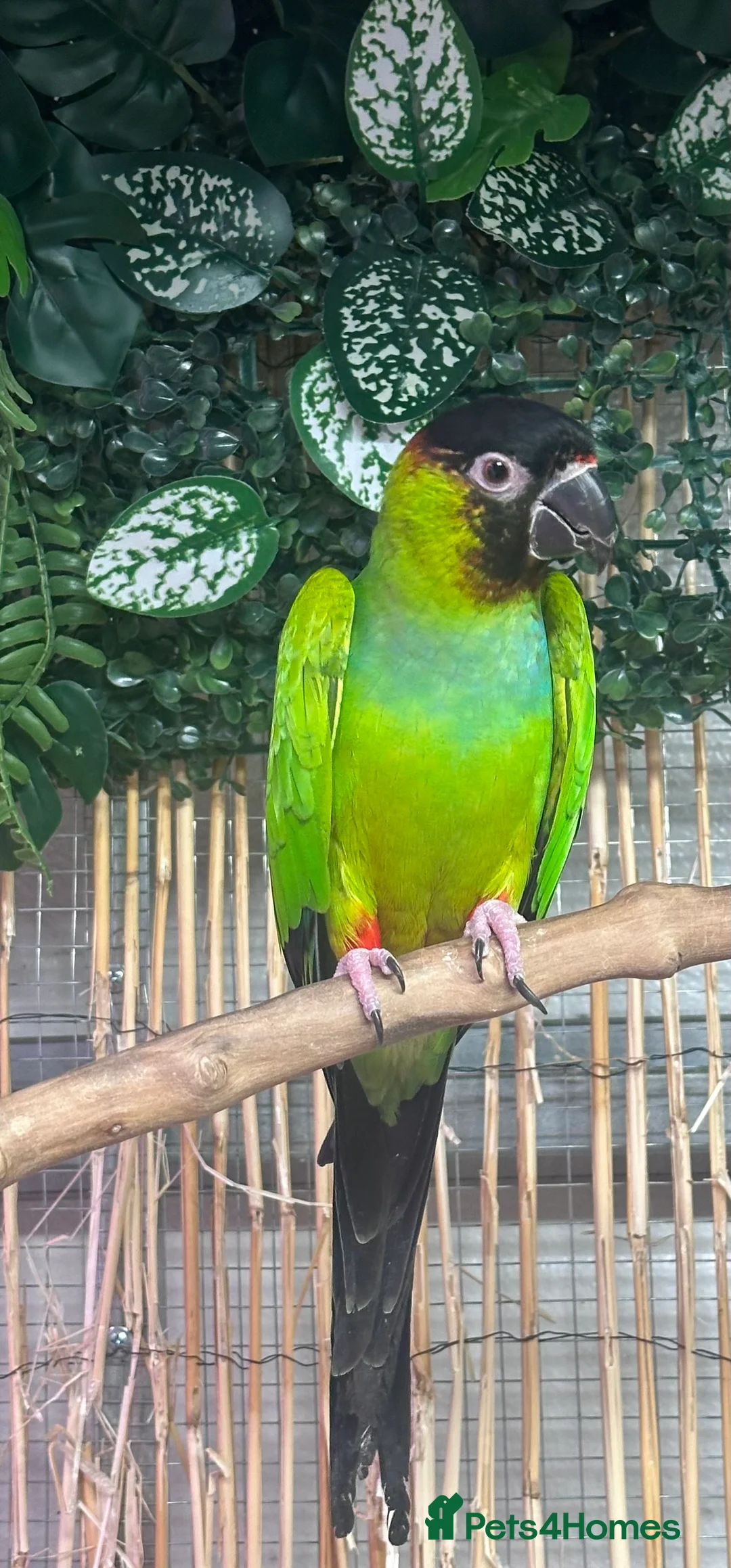 Conures birds for sale: Aviary bred conures  - Advert 2