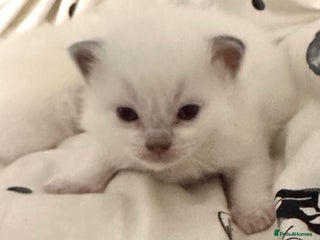 Ragdoll cats - Advert 31