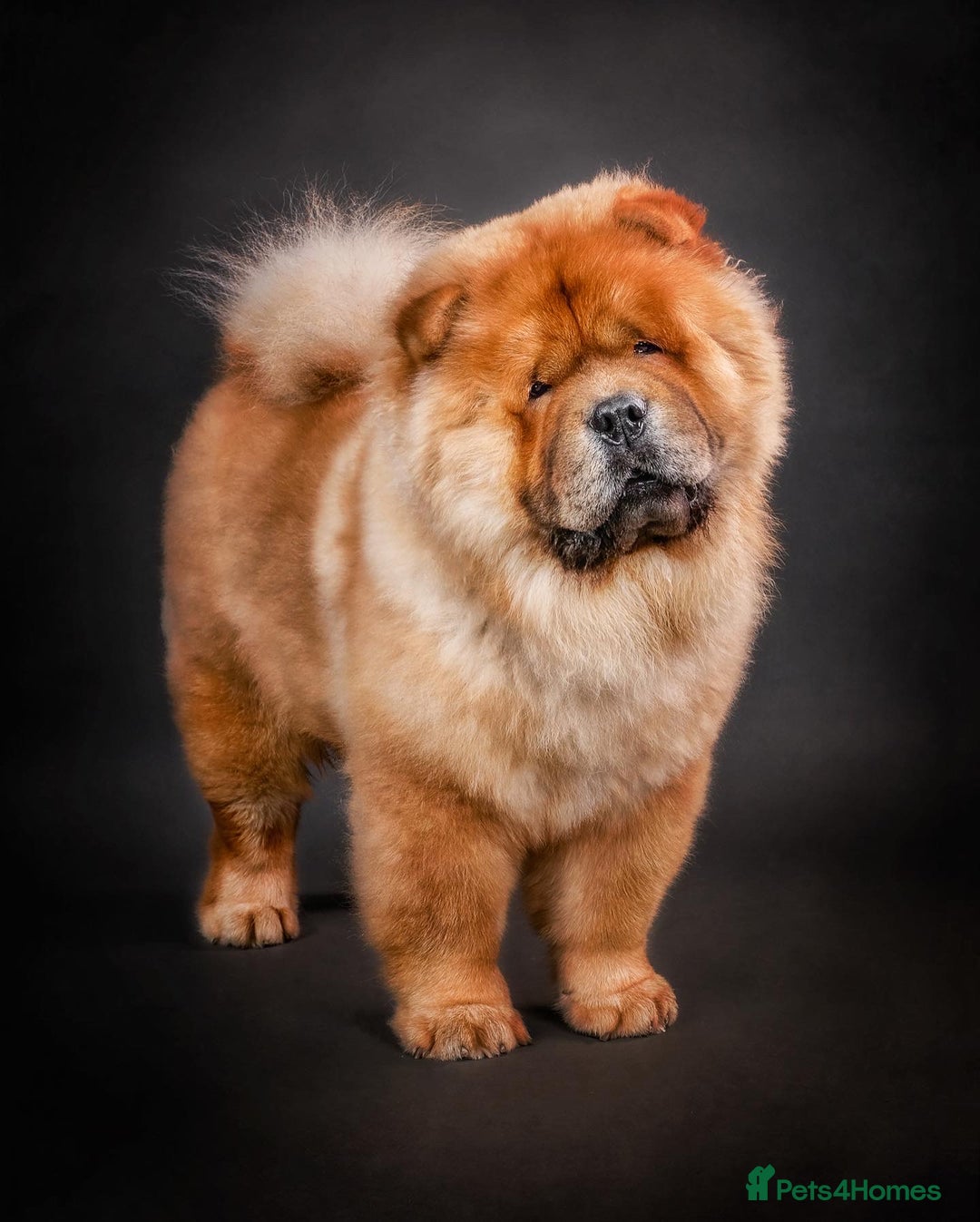 Chow Chow dogs for stud: *DISCOUNTED PRICE-PROVEN* CHOW AVAILABLE FOR STUD! in Canterbury - Image 1
