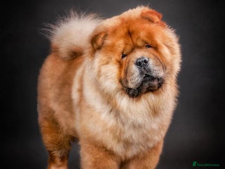 Chow Chow dogs in Canterbury - Advert 2