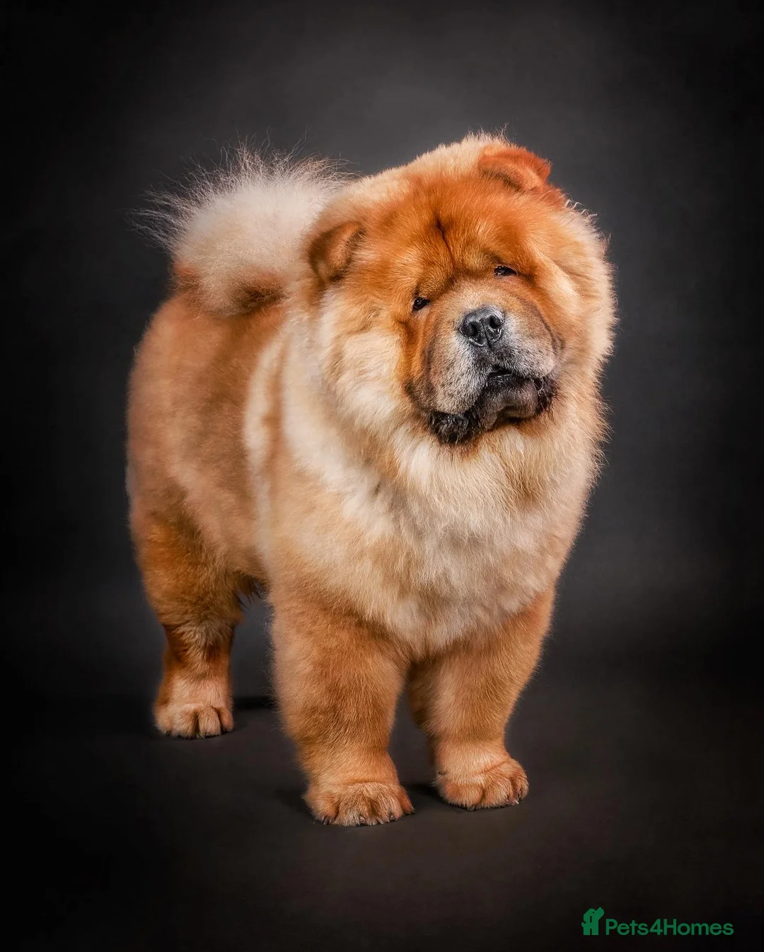 Chow Chow dogs for stud: *PROVEN* CHOW AVAILABLE FOR STUD! in Canterbury - Advert 1