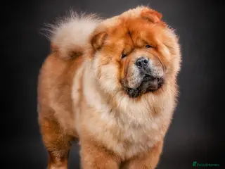 Chow Chow dogs *PROVEN* CHOW AVAILABLE FOR STUD! in Canterbury - Advert 1