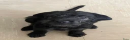 Mixed Breed dogs for sale: Last Pup Seeking Forever Home - Advert 7