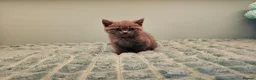 British Shorthair cats for sale: Blue British short hair X kittens  - Advert 15