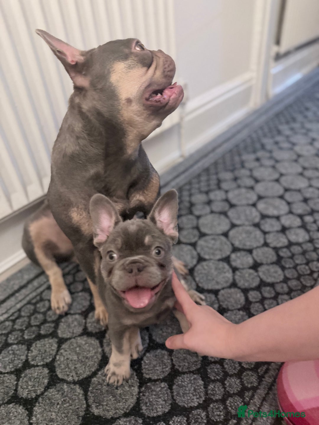 French Bulldog dogs for sale: Female French bulldog  - Advert 3