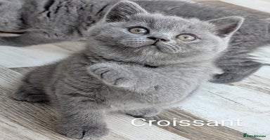 British Shorthair cats - Advert 6