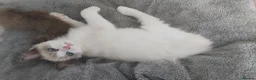 Ragdoll cats for sale: RAGDOLLS SEAL POINT BICOLOUR GIRLS BLUE EYES  - Advert 9