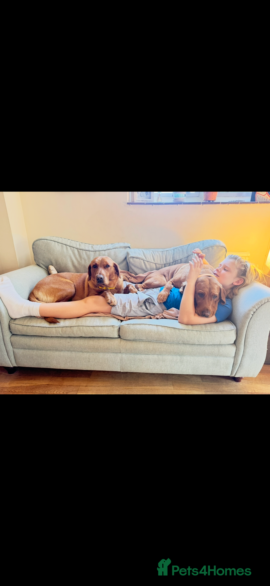 Labrador Retriever dogs for sale: DUE MID-JANUARY. Fox Red Labrador puppies.  - Advert 7