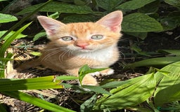 British Shorthair cats for sale: Female Ginger, Calico and Black and White - Image 2