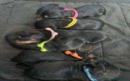 Toy Poodle dogs for stud: PRA Clear,Kc reg,proven toy poodle in Manchester - Image 17