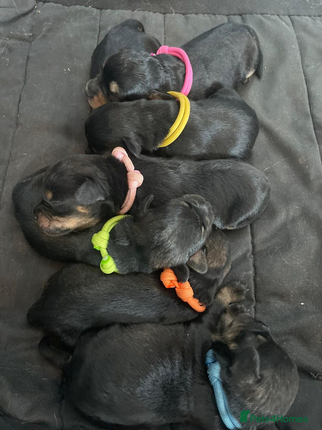 Toy Poodle dogs for stud: PRA Clear,Kc reg,proven toy poodle in Manchester - Image 17