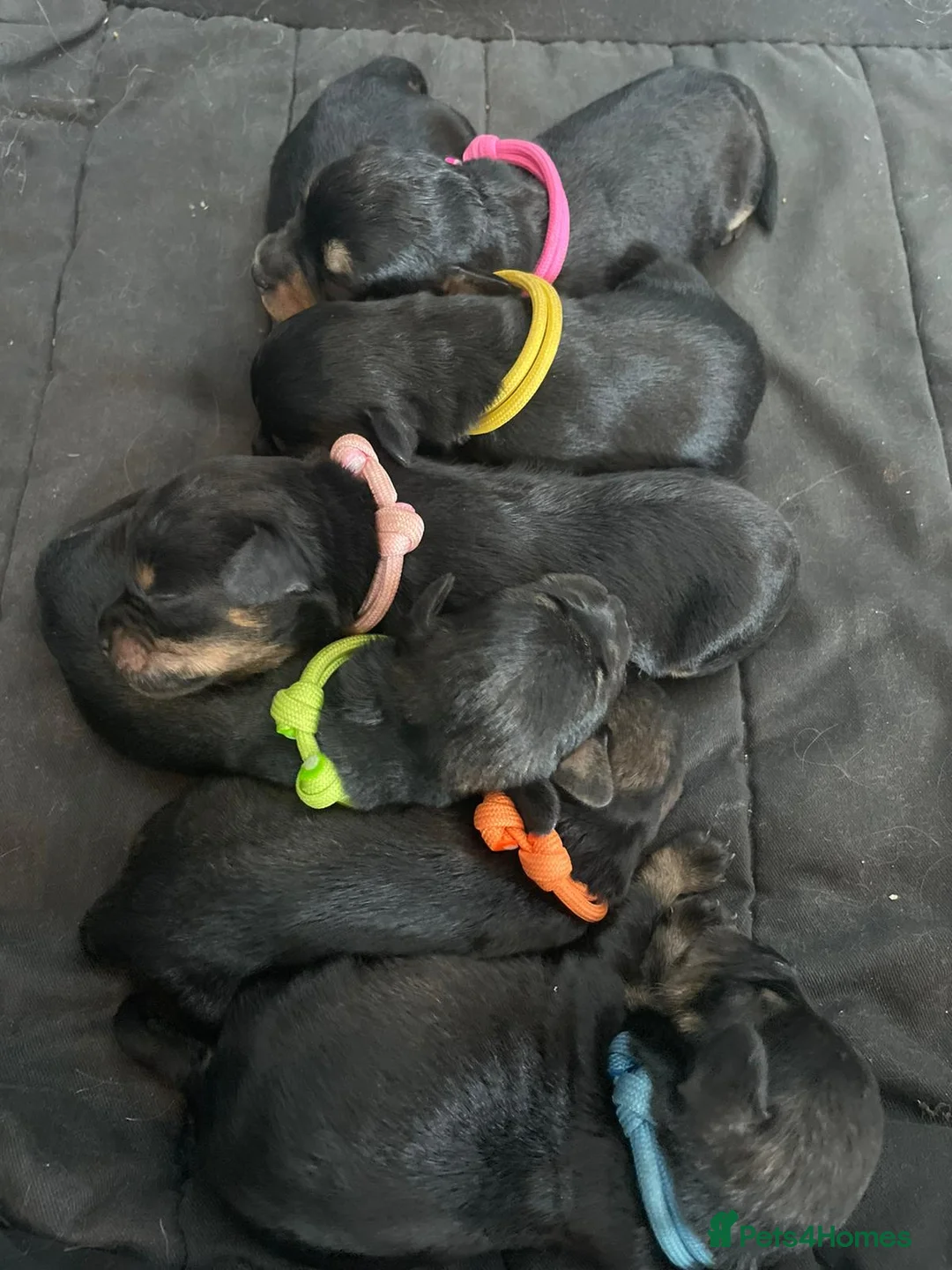 Toy Poodle dogs for stud: PRA Clear,Kc reg,proven toy poodle in Manchester - Advert 17