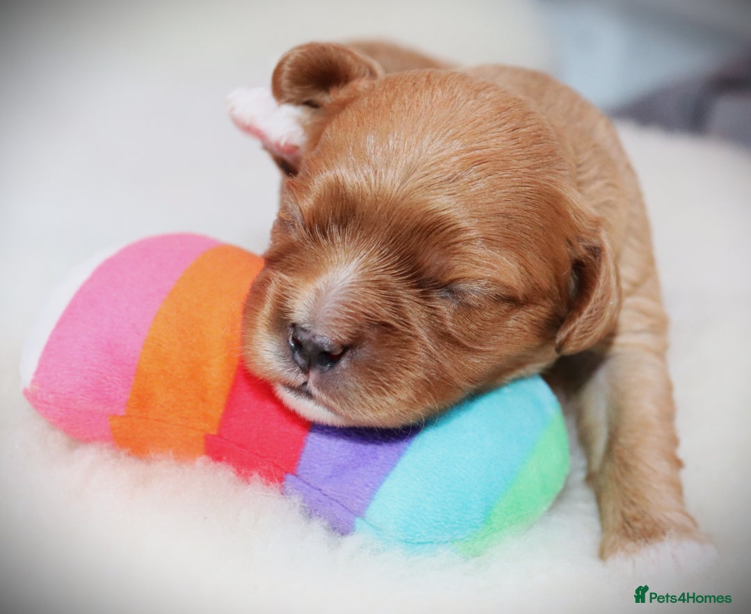 Cavalier King Charles Spaniel dogs for sale: 🌟Rare F1b Reverse Cavapoo(3/4 Cavalier1/4 Poodle) - Image 23