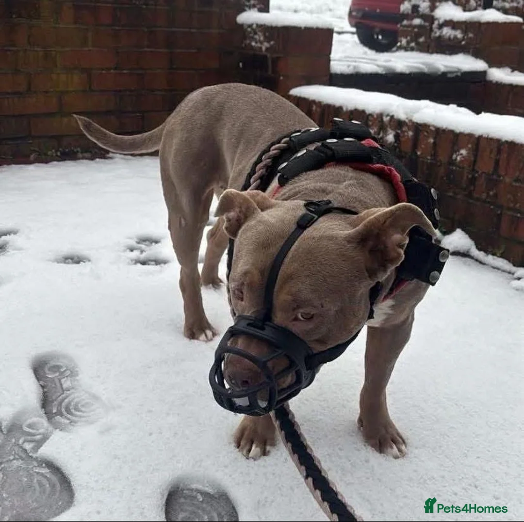 American Bully dogs for sale: AMERICAN BULLY - Advert 4