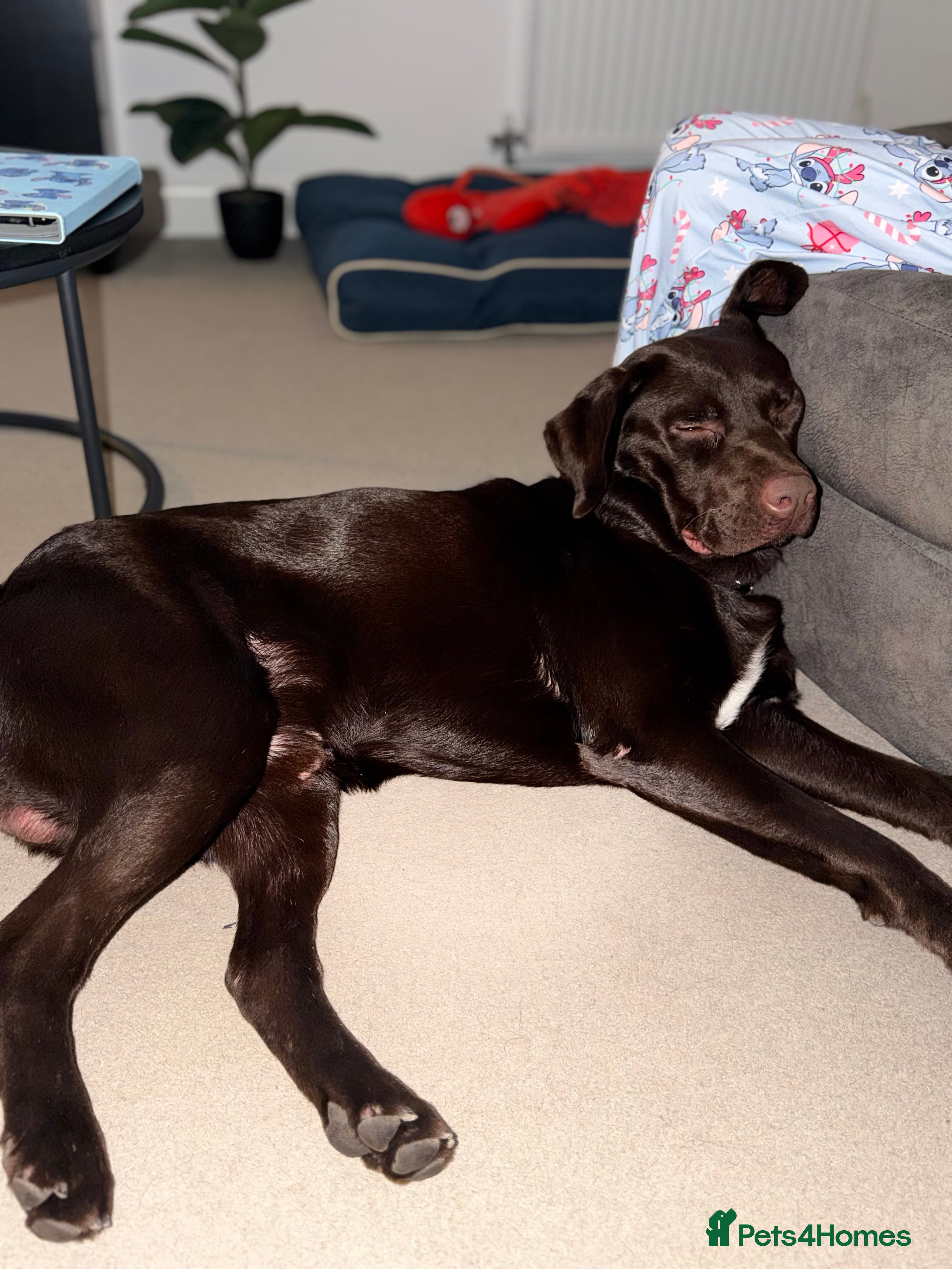 Labrador Retriever dogs Labrador for rehoming - Advert 1