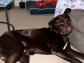 Labrador Retriever dogs Labrador for rehoming - Advert 1