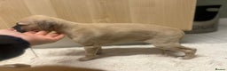 Whippet dogs for sale: 📣 Outstanding Show & Racing Lines - Advert 9