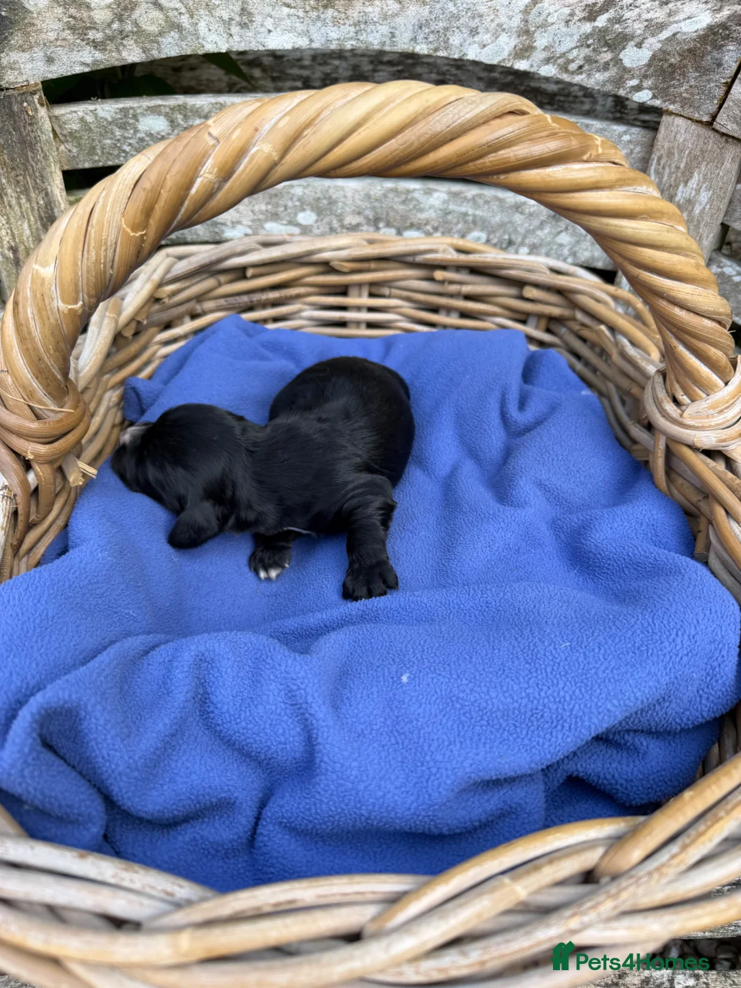Cocker Spaniel dogs for sale: Reduced, and ready to go! - Advert 11
