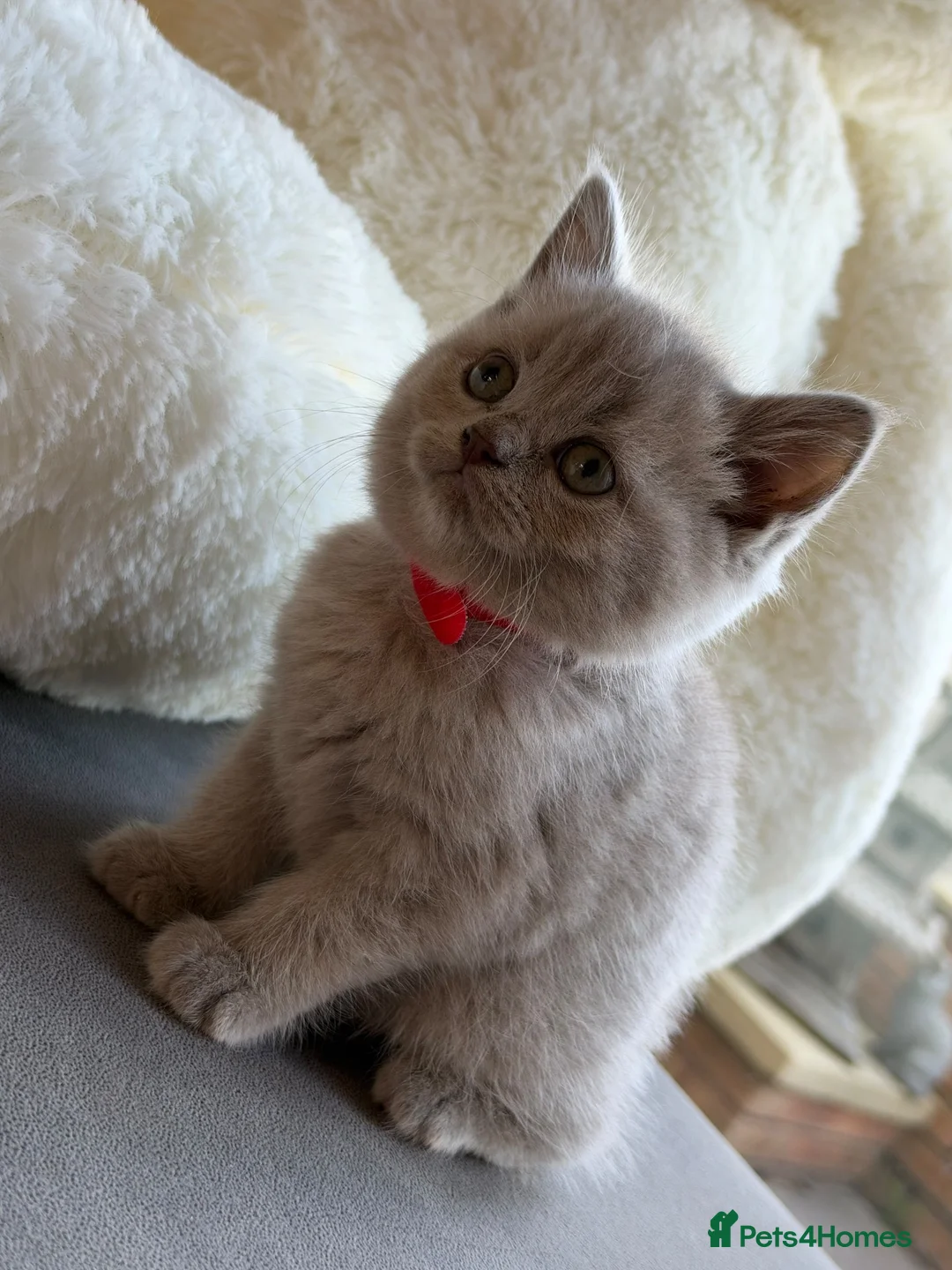 British Shorthair cats for sale: British Shorthair/ Scottish Fold Stunning Kittens - Advert 39