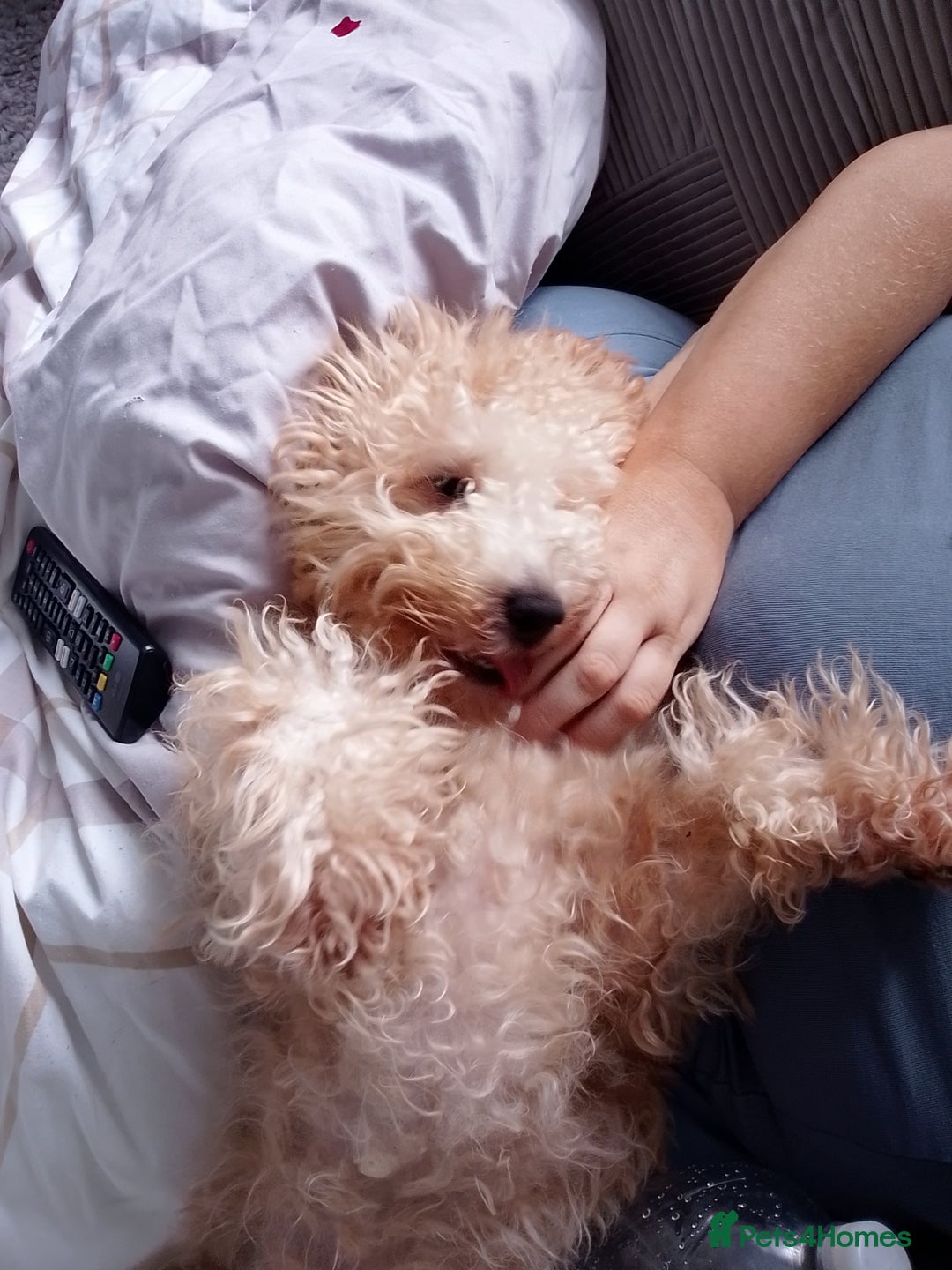 Poochon dogs for sale: 11 month old poochon - Advert 4