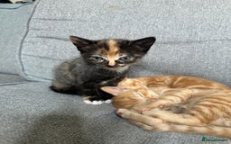 Mixed Breed cats for sale: 4 kittens looking for a new home - Image 2