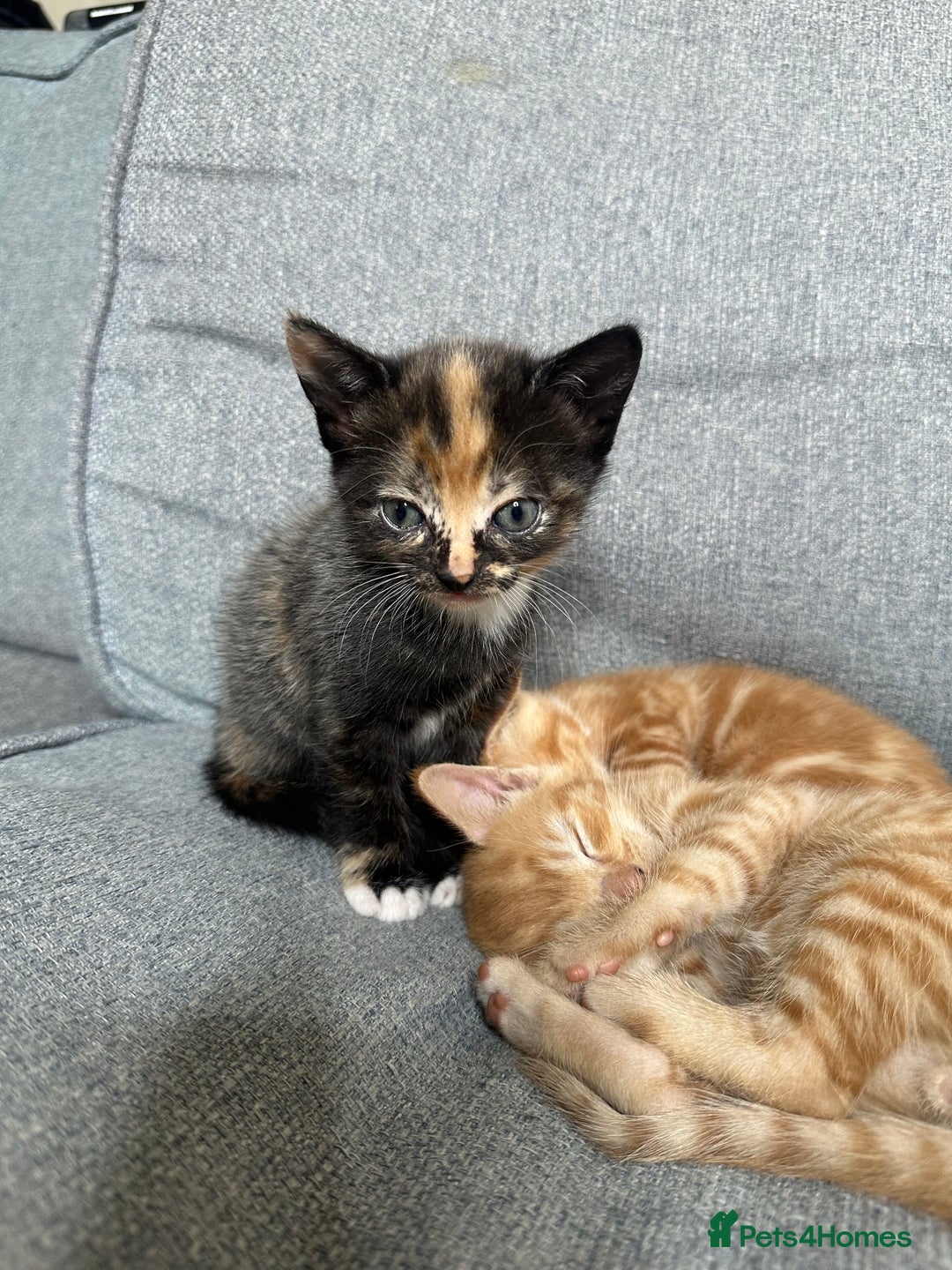 Mixed Breed cats for sale: 4 kittens looking for a new home - Image 2