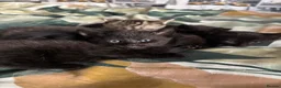 British Shorthair cats for sale: 3 black female kittens  - Advert 3