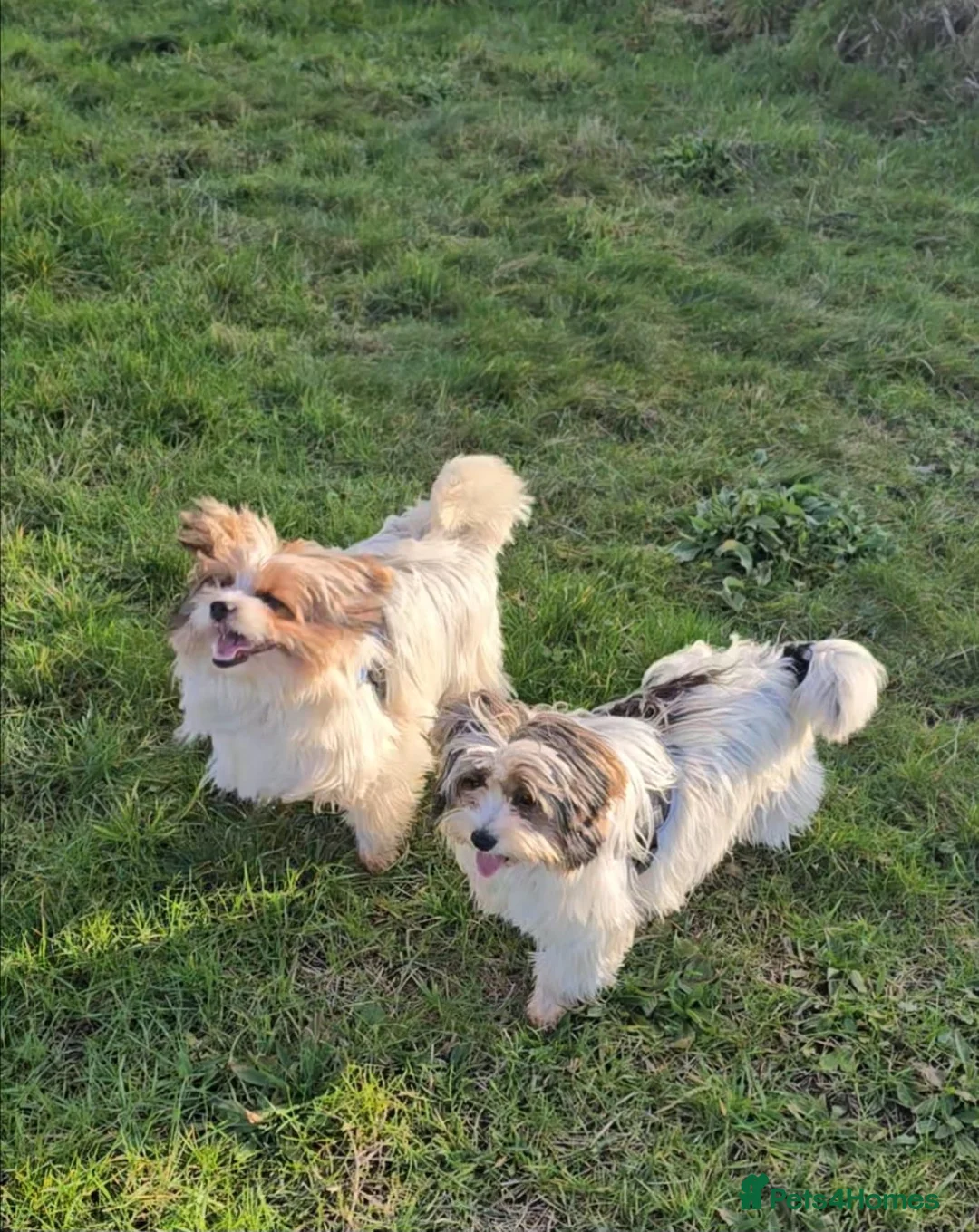 Biewer Terrier dogs for sale: 🐾 Adorable Biewer Terrier Puppies – Bedfordshire - Advert 8