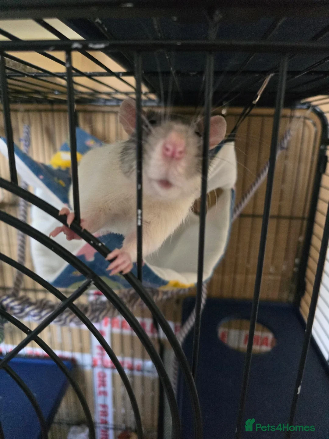 Rat rodents for sale: 2 male rats and cage set up for sale - Advert 1