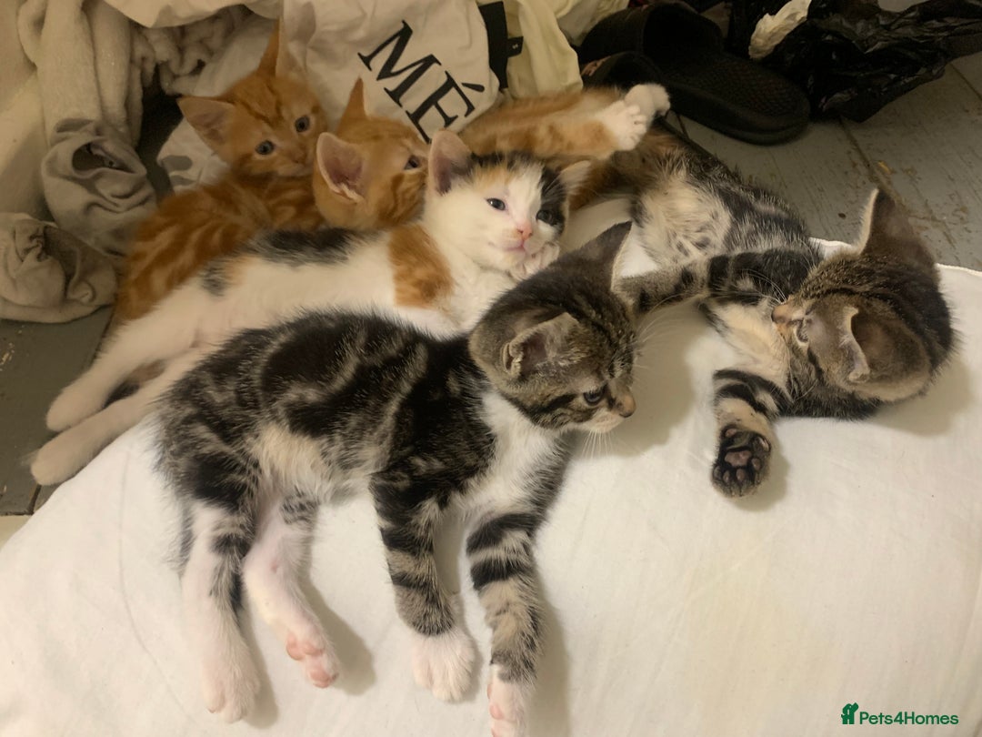 American Shorthair cats for sale: Cats  - Image 2