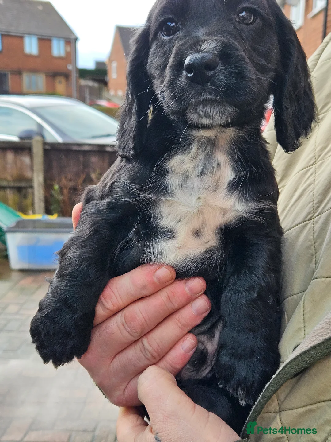 Cocker Spaniel dogs for sale: Cocker spaniel pups - Advert 3