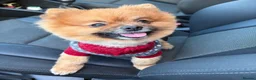 Pomeranian dogs for stud: KC registered Pomeranian Kobi for stud - Advert 1