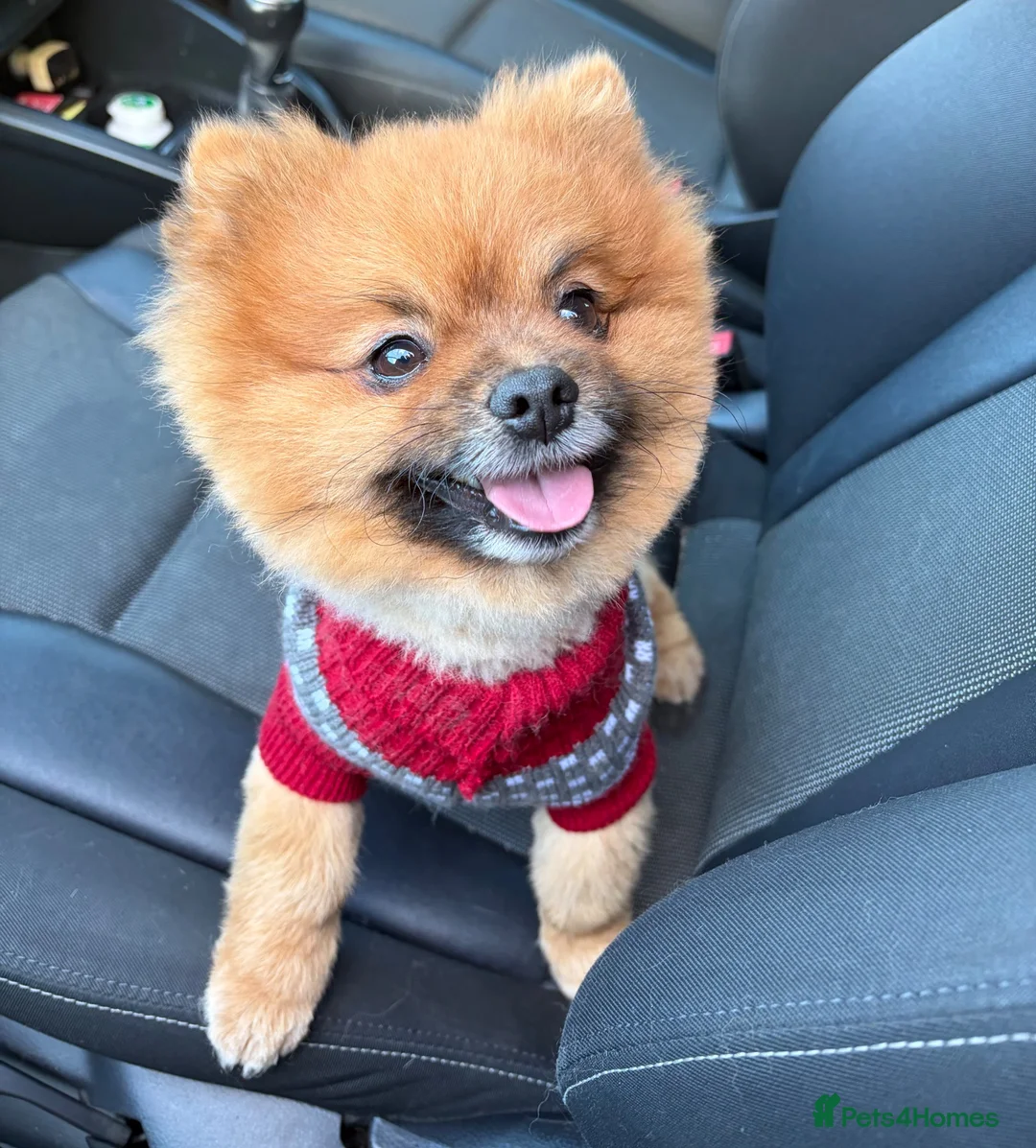 Pomeranian dogs for stud: KC registered Pomeranian Kobi for stud - Advert 1
